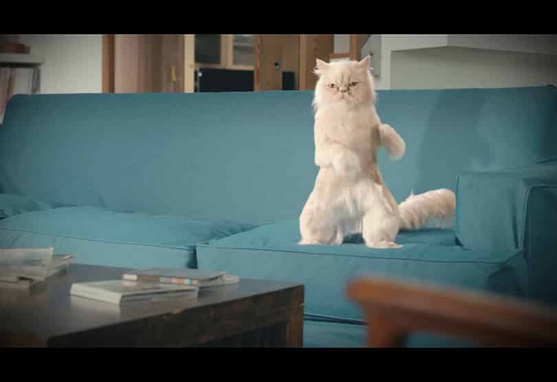 Portada de “Gato”, pre-estreno de la nueva campaña de YPF desarrollada por Kepel & Mata